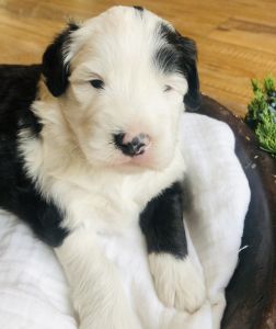 Mini male Sheepadoodle