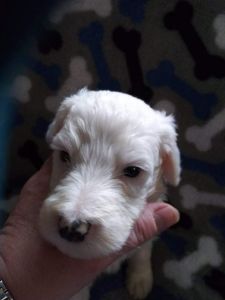 Sheepadoodles looking for homes