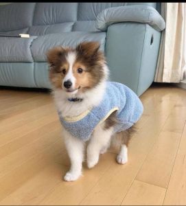 Sheltie Puppies Available