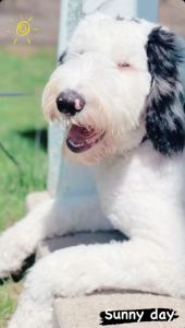 Max - sheepadoodle