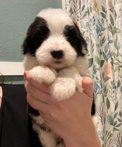 sheepadoodle