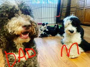 Sheepadoodle puppies