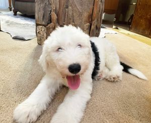 Designer Mixed Breed Puppy