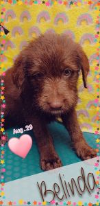 Playful Sheepadoodles