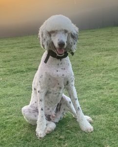 ALFIE - Male F1b Sheepadoodle