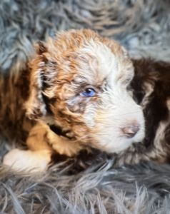 Female standard Sheepadoodle light brown Merle with blue eyes