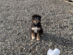 Sheepadoodle puppies for sale