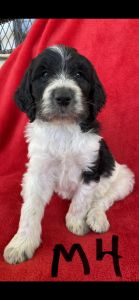 F1B Standard Sheepadoodle