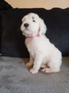 Standard Female Sheepadoodle Puppy