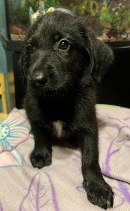 f1 shepadoodles males