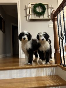Sheepadoodle