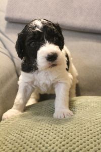 Black Golden Doodle Sheepadoodle