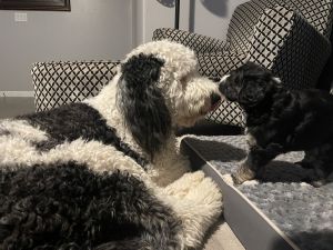 Sheepadoodle puppies near Phoenix, Arizona