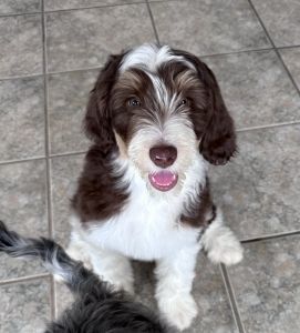 Aussie Sheepadoodle Puppy