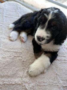 Aussie Sheepadoodle Mix