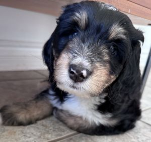 Aussie Sheepadoodle Mix