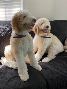 Sheepadoodle puppies F1bb