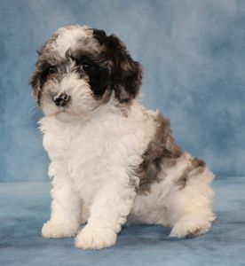 Tess Mini Sheepadoodle