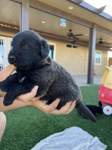 Golden Shepadoodle puppies