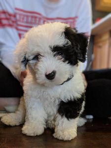 Adorable Sheepadoodle Puppies