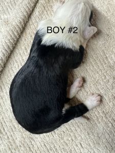 Sheepadoodle puppies