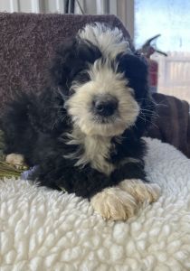 Beautiful sheepadoodles