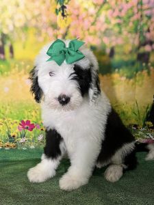 Brinnie - F1 Sheepadoodle