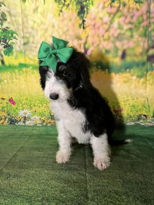 Mousse Girl - F1b Sheepadoodle