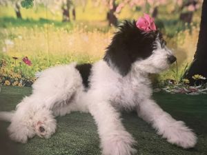 Puff Cake Girl - F1b Sheepadoodle
