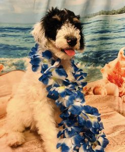 Smoothie - F1 & F1B Sheepadoodle
