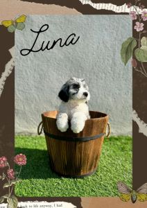 Luna (blue Merle sheepadoodle)