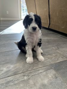 Mya’s Sheepadoodle