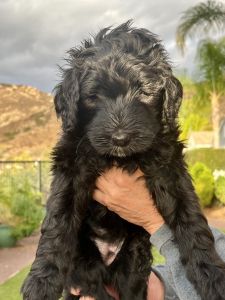 Sheepadoodle Puppies for Sale ***