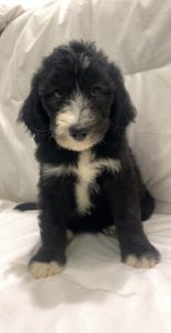 Sweet Sheepadoodle Puppy