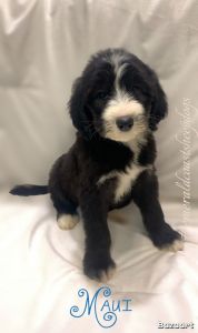 Playful Sheepadoodle Puppy