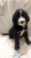 Playful Sheepadoodle Puppy