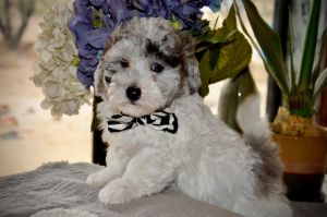 Micro mini Sheepadoodle