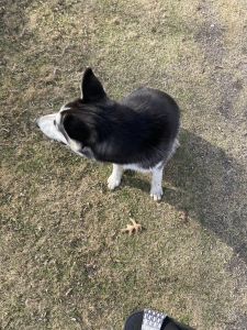 Cute husky very kind and playfull