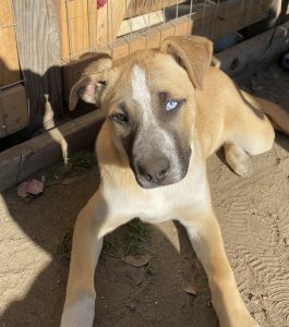 Husky Shepard Pitbull needs a new home