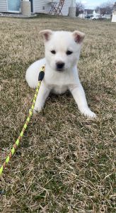 Husky Shepherd Puppy