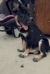 Siberian Husky mixed German Shepard