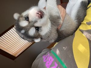 Gerberian Shepsky Puppies