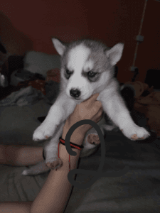 I have 5 female full blood husky pups