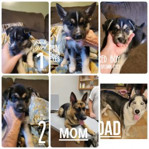 CKC Shepsky puppies