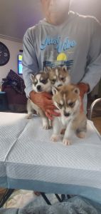 Puppies for sale