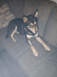 Husky shepherd mix