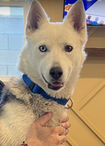 Affectionate Husky-German 1yr female NEEDS HOME