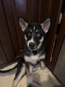 Female Shepsky Puppy