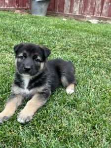 German shepherd husky mix