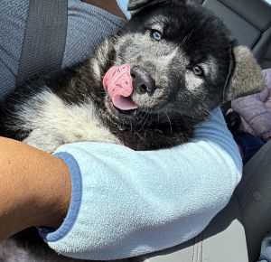 Husky German shepherd puppy